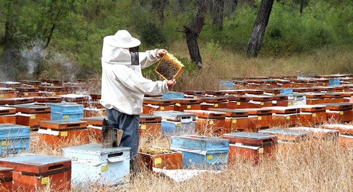 Cizre'de arıcılara arı ve kovan desteği