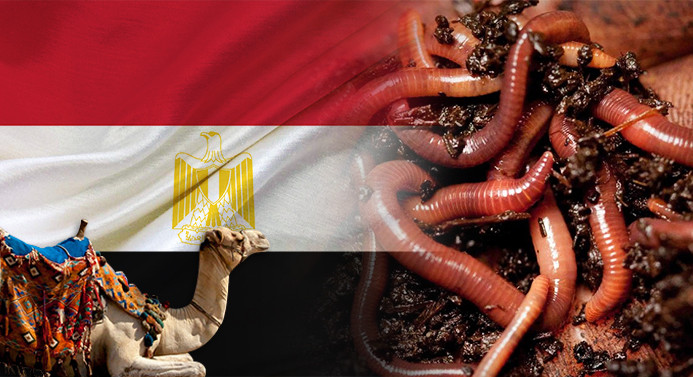 Mısırlı müşteri canlı solucan satın alacak