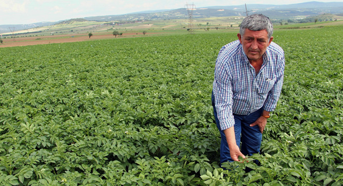 Çiftçiler patatesten umutlu