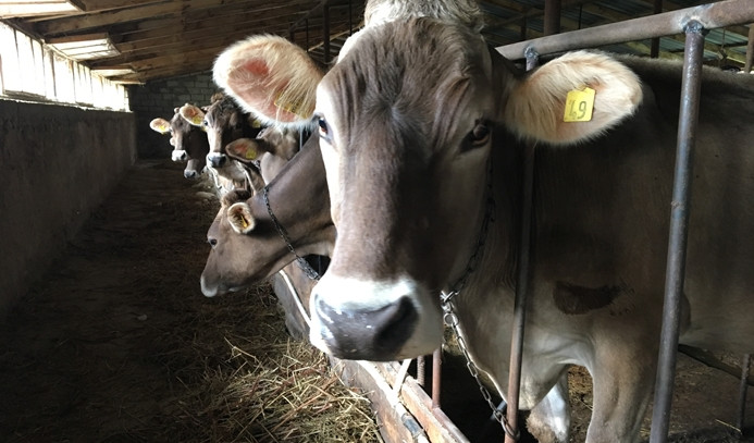 Toptanda en çok sığır eti fiyatı arttı Dünya Gazetesi