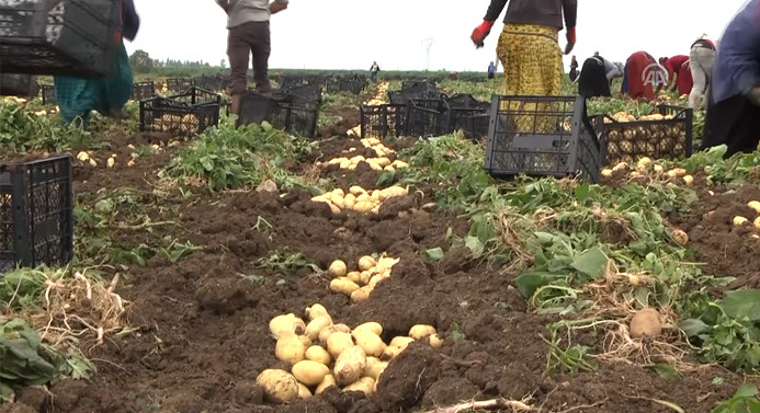 Patates ve soğan üreticisi yeni sezondan ümitli