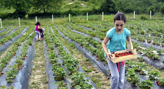 Alacakları çilekleri kendileri topluyor