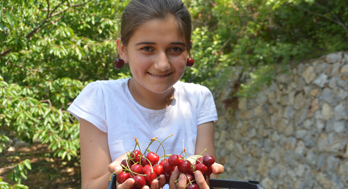 70 lira yevmiye ile kiraz topluyorlar