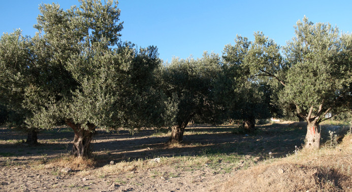 Zeytin sektöründe "tasarı" mutluluğu