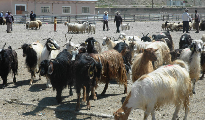 Et fiyatları canlı hayvan pazarını vurdu