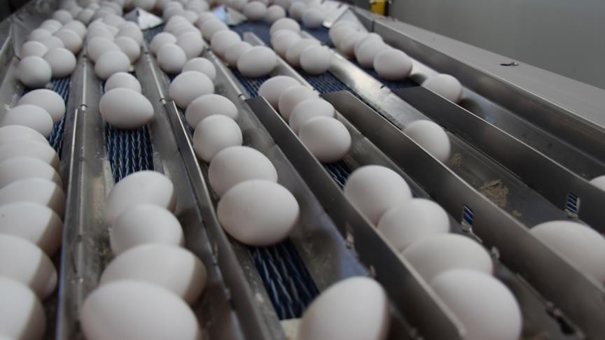 Yumurta fiyatları yılın en düşük seviyesinde