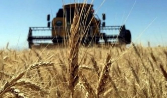 Rusya'nın Türkiye'ye buğday ihracı arttı
