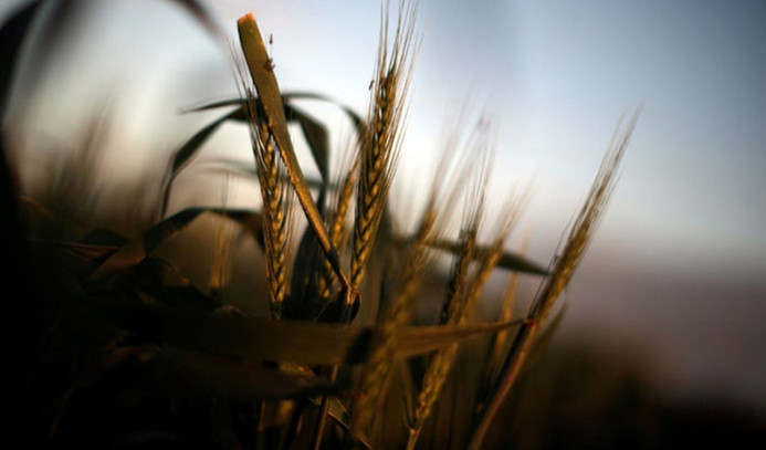 İklim değişikliği buğdayda kayıp yarattı