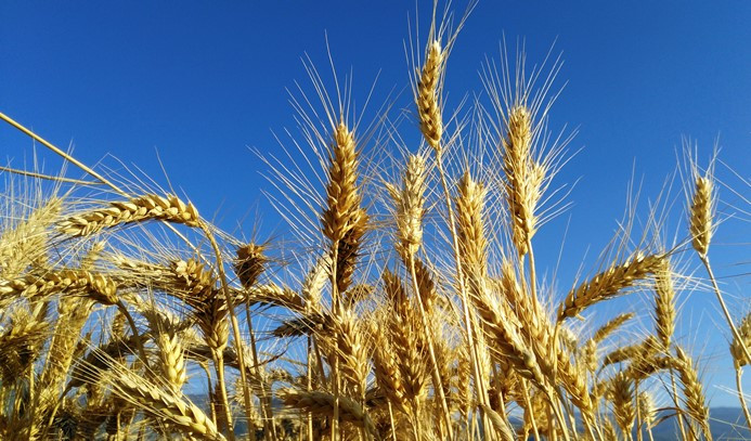 Buğday ihracatında Rusya'nın yeni gözdesi Türkiye