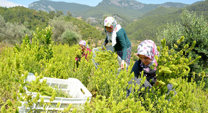 Kıraç topraktan yılda 40 bin lira kazanıyor