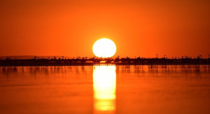 Anadolu'nun flamingo cenneti: Tuz Gölü