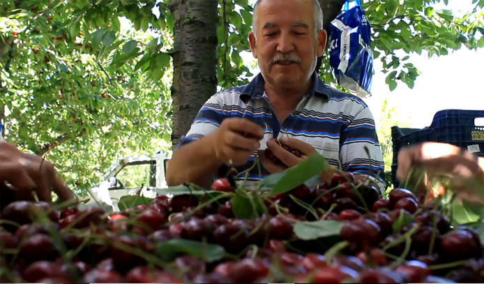 "Türk kirazı"na Avrupa pazarında büyük ilgi