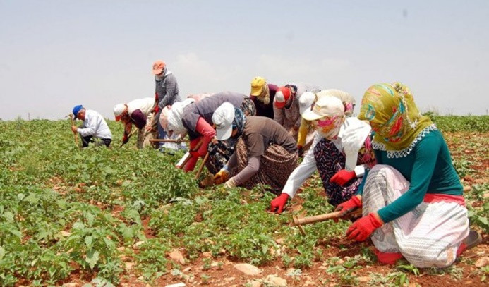 Mevsimlik tarım işçilerinin yevmiyeleri belirlendi