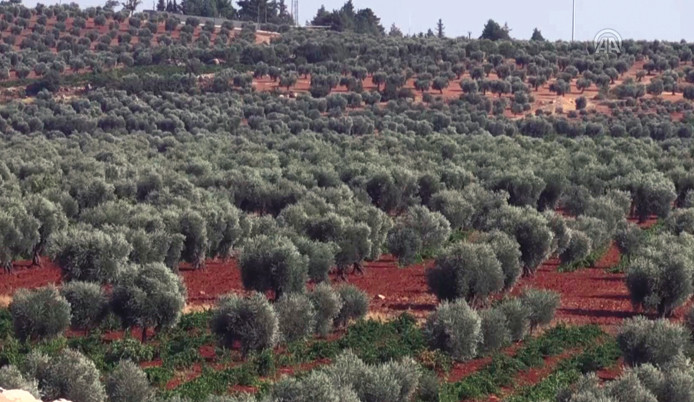 Kilis'in ilk zeytinyağı ihracatı Katar'a