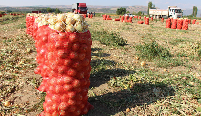 Soğanın fiyatı tarlada iki kat arttı