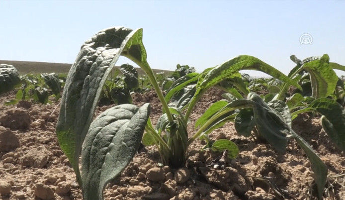 Tıbbi ve aromatik bitkiler, çiftçinin umudu oldu