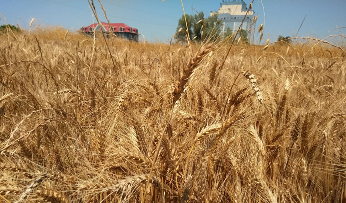 Bafra Ovası'nda buğday hasadı başladı