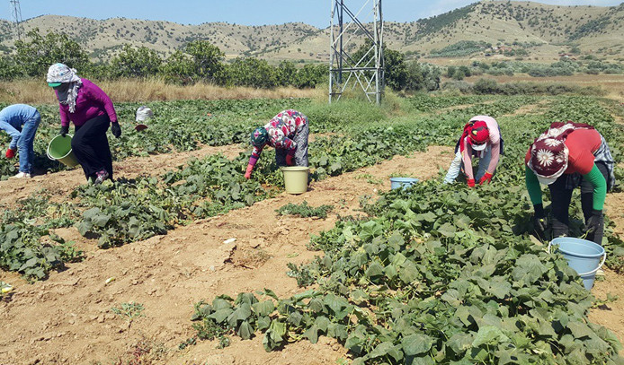 Yerli tarım işçisi bulunmayınca Suriyeliler devrede