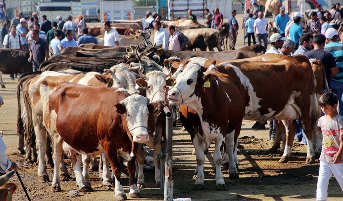 5 milyon kurbanlık hayvan var