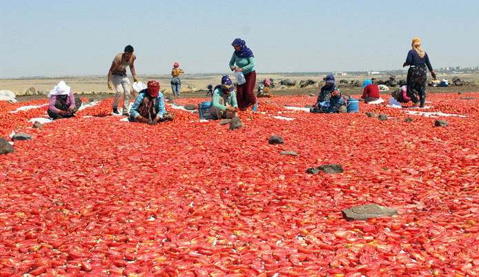 Yılda 500 ton kurutulmuş domates üretiliyor