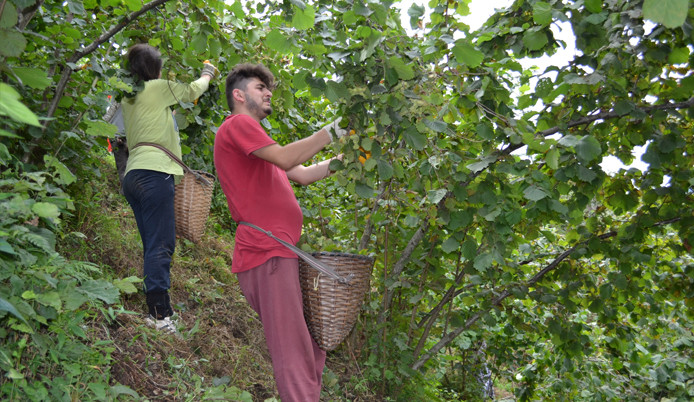 Karadeniz’de fındık hasadı başladı