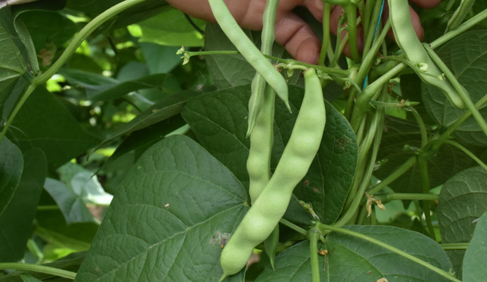 "Tescilli fasulye"de hasat heyecanı