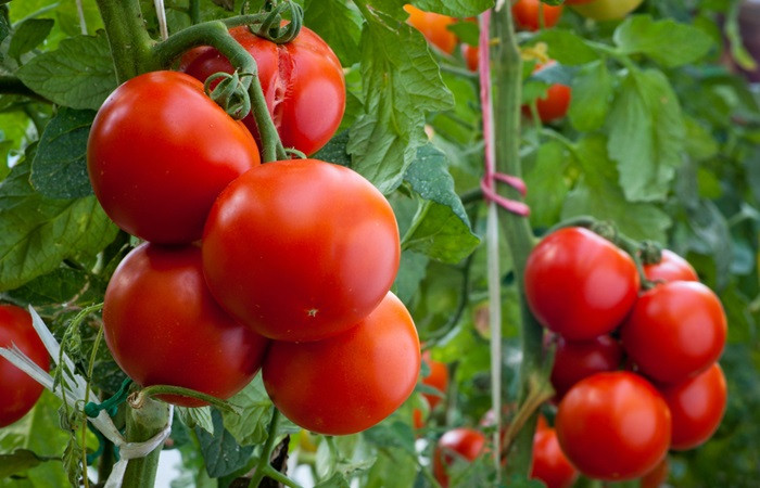 Çöpten sağlanan enerjiyle domates üretiyorlar