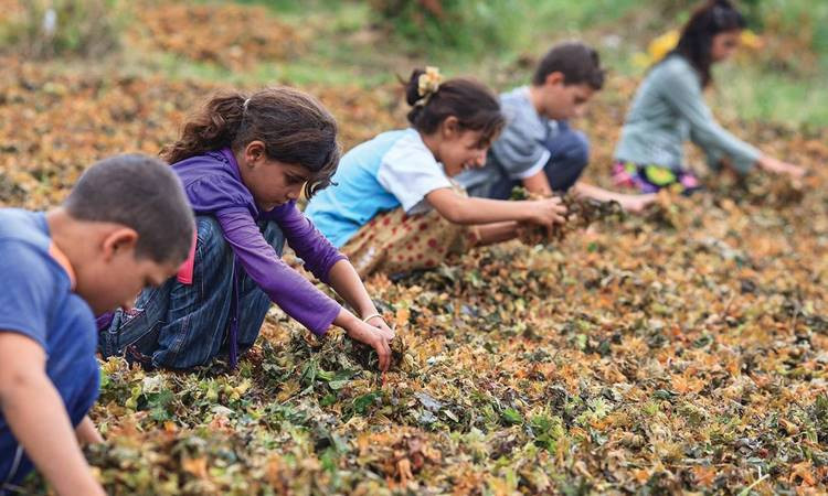 Türkiye'de 709 bin çocuk işçi var