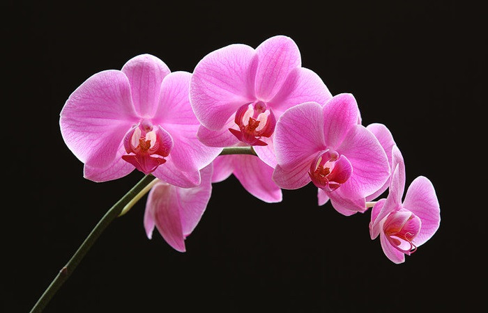 Orkideye talep, üretimi artırdı! "Yıllık tüketim 6 milyon"