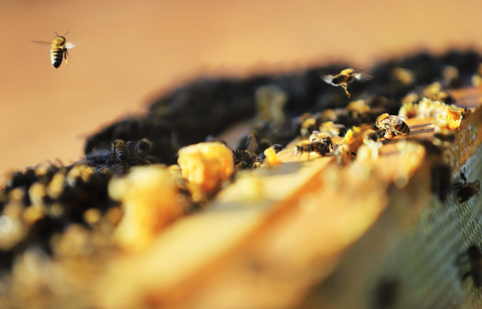 Toplu arı ölümleri hastalıktan değil zirai ilaçlardan