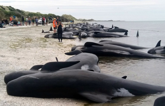 Karaya vuran 145 balina telef oldu