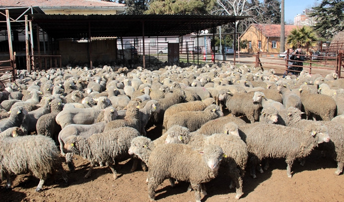 300 koyun için başvurular başladı