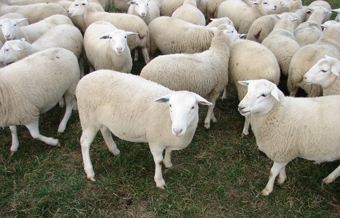 Fakıbaba, 300 koyun için tarih verdi