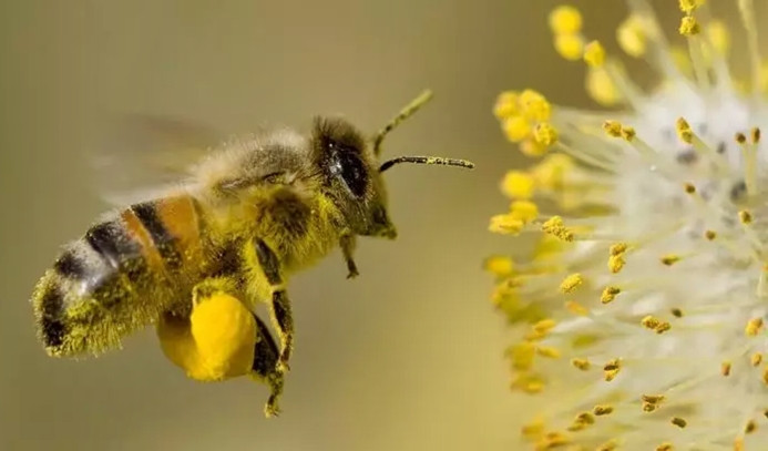 Arıları izleyen Türk bilim insanı, yapay zekada çığır açtı
