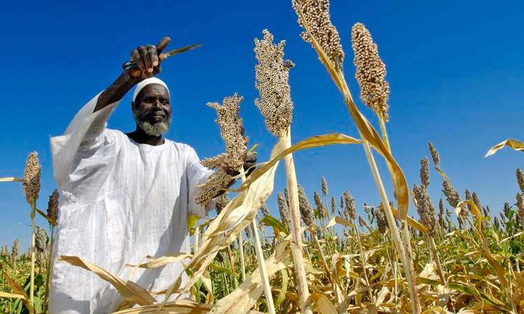 Türkiye ve Sudan'dan tarımsal alanda iş birliği