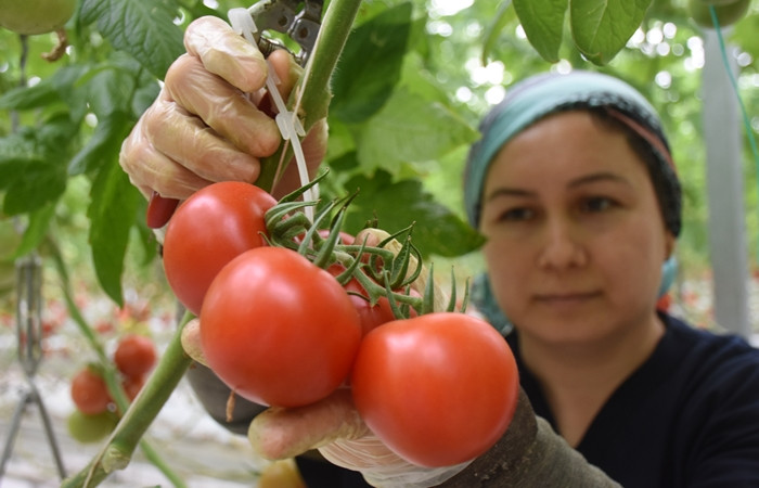 Topraksız seradan Rusya'ya domates ihracatı