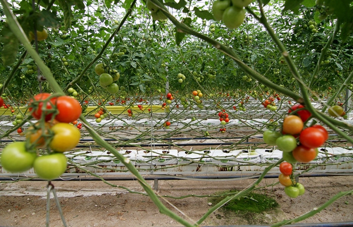 Hindistan ceviz kabuğunda domatese yoğun talep