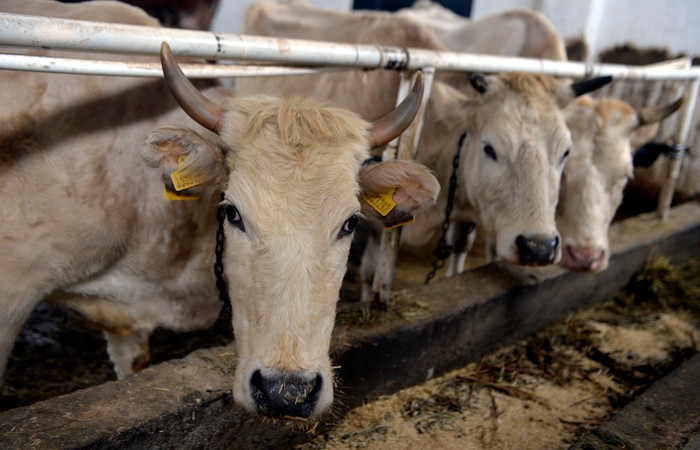 "Zavot sığırı" devlet desteğiyle korunuyor