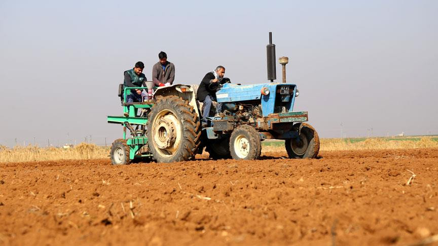 Suriye'nin buğdayı Türkiye'de hayat bulacak