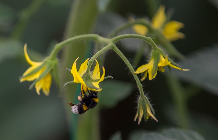 Seraların doğal işçileri "Bombus" arıları