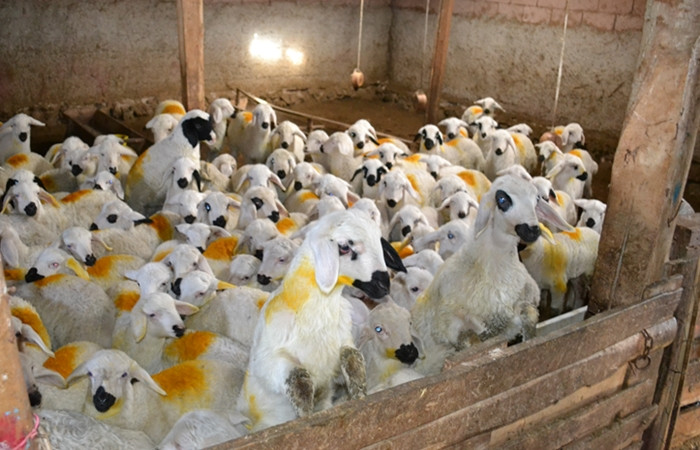 Koyun üreticileri dişi kuzuya ek destek istiyor