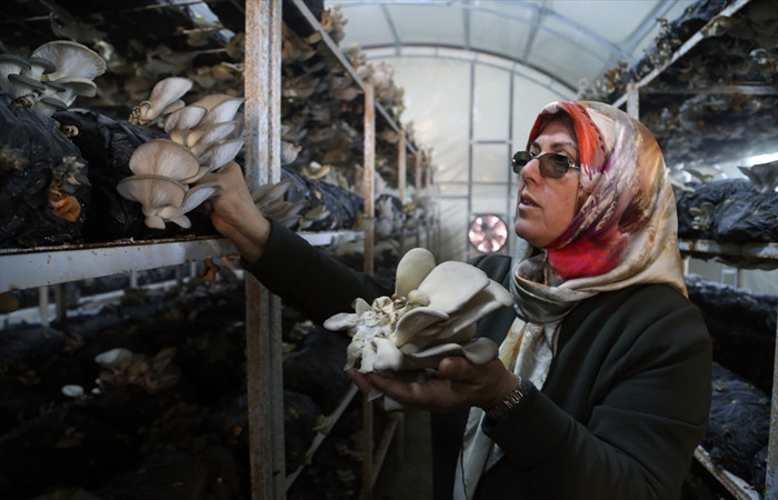 Girişimci ev kadınından tek hasatta 16 bin lira