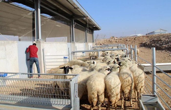 '300 koyun projesi' çiftçiyi umutlandırdı
