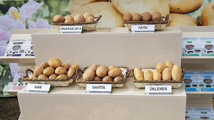 Yerli patates tohumu 'Nahita'nın satışı yapıldı