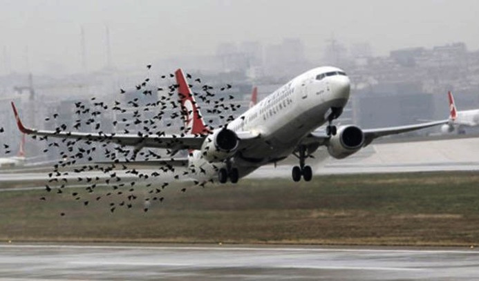 Atatürk Havalimanı'nda leylek alarmı