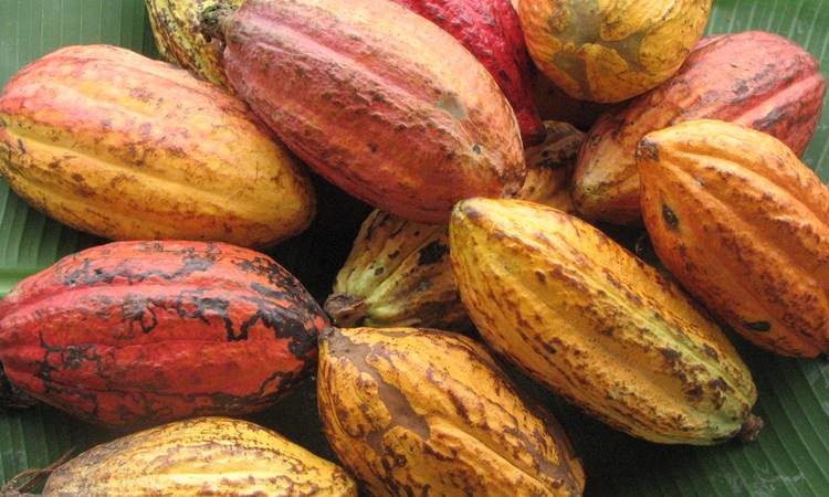 Kakaoya fonların ilgisi arttı