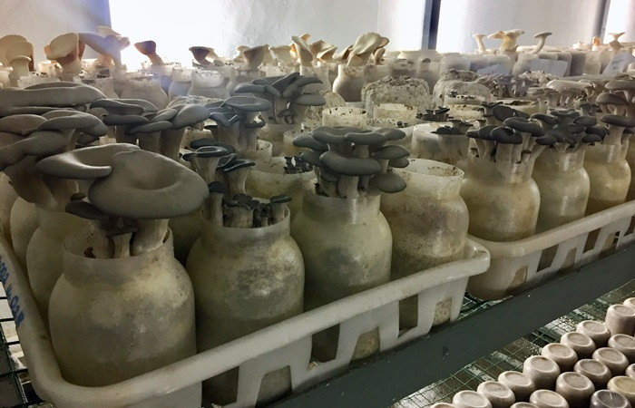 Güney Kore'nin şişe kültürü ile mantar üretimi 5 kat artırılacak