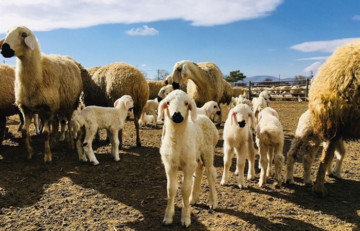 Çiftçiye müjde! 300 koyun projesi başlıyor