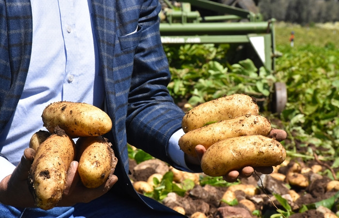 Erkenci patates çiftçiyi sevindirdi