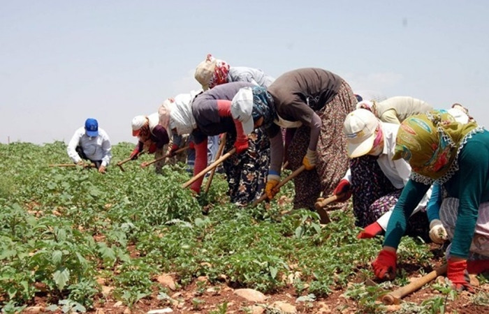 Mevsimlik tarım işçilerine yeni proje